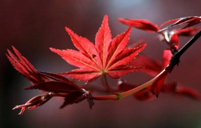 短信群發(fā)平臺(tái)-企業(yè)選擇短信營(yíng)銷的好處！