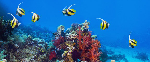 海洋館短信營(yíng)銷(xiāo)案例